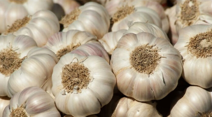 बजारमा लसुन अभाव : भाउ बढ्यो ७३ प्रतिशत, तस्करी कि नाकाको अवरोध ?